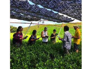京抹茶　孫右ヱ門