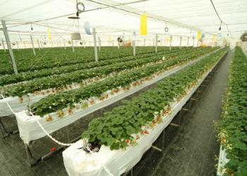 針T・R・S　ベリーファーム