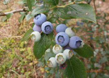 飯島農園ブルーベリーヒル