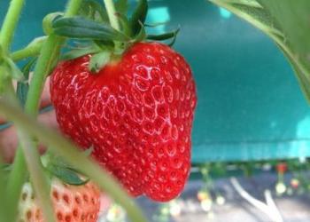 苺の里(西戸店)