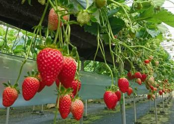 宜野座村農業後継者等育成センター