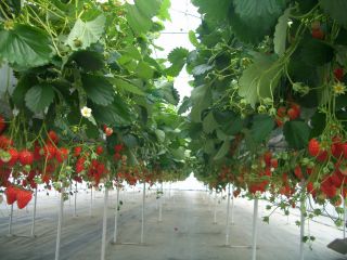 金山ベリーファーム