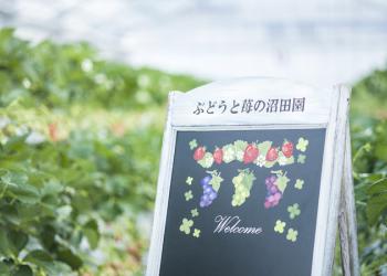ぶどうと苺の沼田園