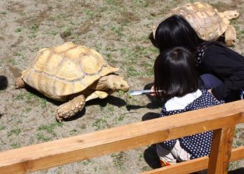 足羽山公園遊園地