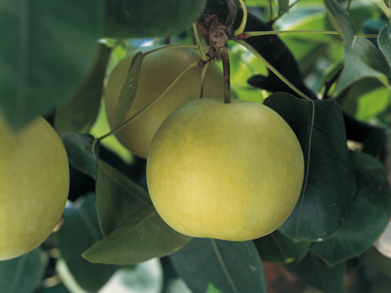 砂丘のなし屋さん