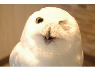 フクロウカフェわたわた