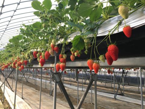 七区いちご園