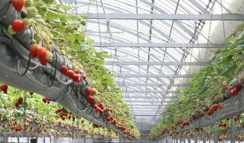 農マル園芸 吉備路農園の写真1