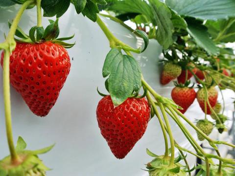 豊平どんぐり農園