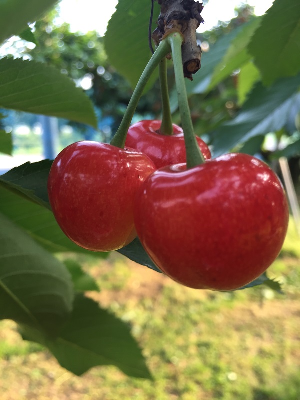 仲野観光果樹園