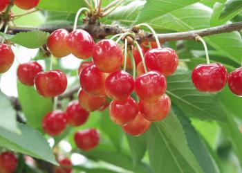 三泉観光さくらんぼ園