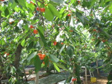 あすなろ園の写真1