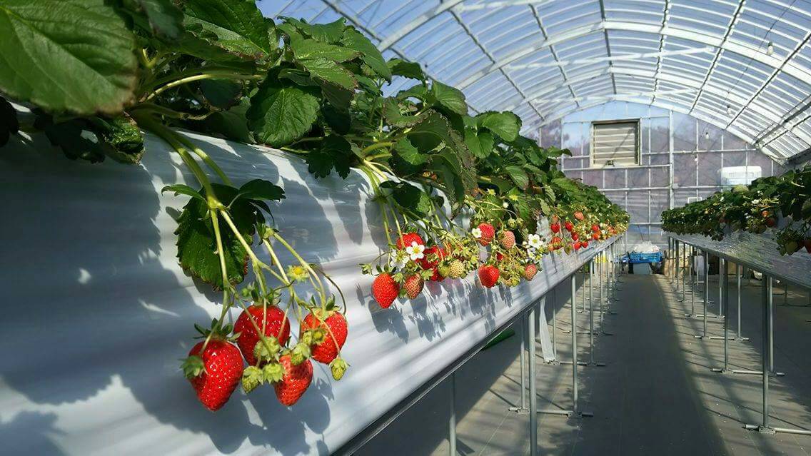 strawberry farm まあと工房