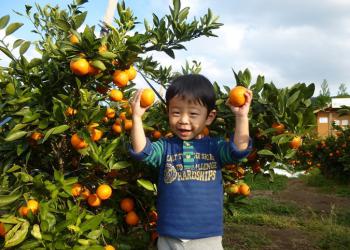 やすぎ観光みかん園