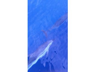 ホエールウォッチング一吉丸