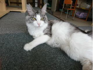 猫カフェ　キャッチー