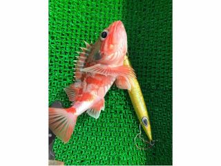 モンスターラッシュ