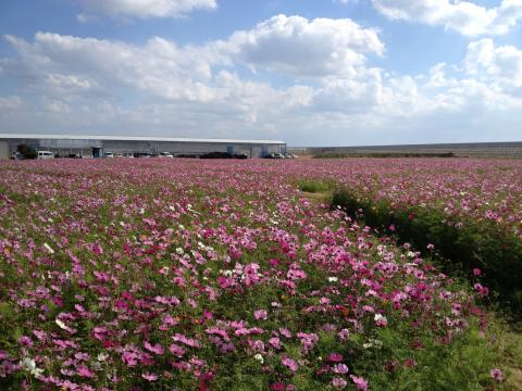 季節体験農場 花の海