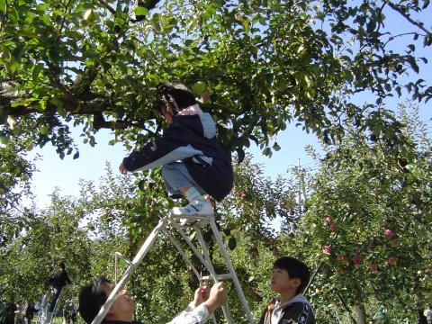 徳佐りんご組合