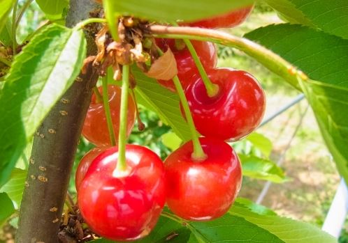天満屋さくらんぼ園