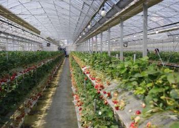 鳥栖ベリーフォレスト