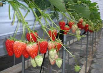 フルーツガーデン山形