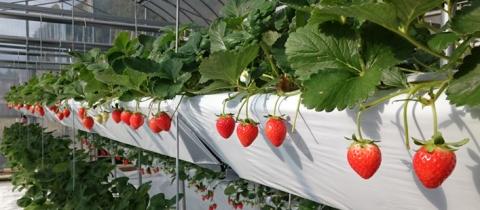 東温ゆめいちご