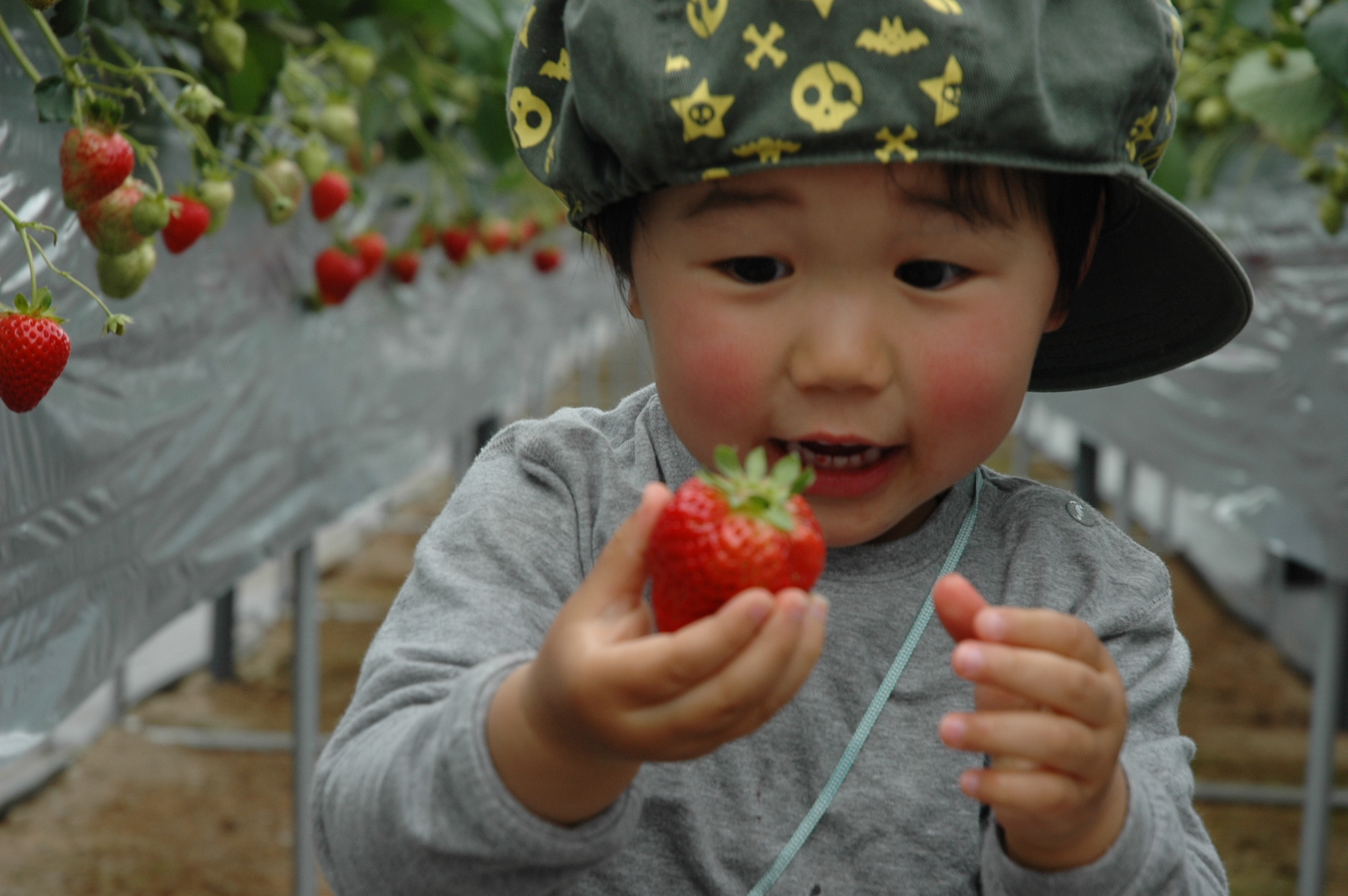 まほらファーム