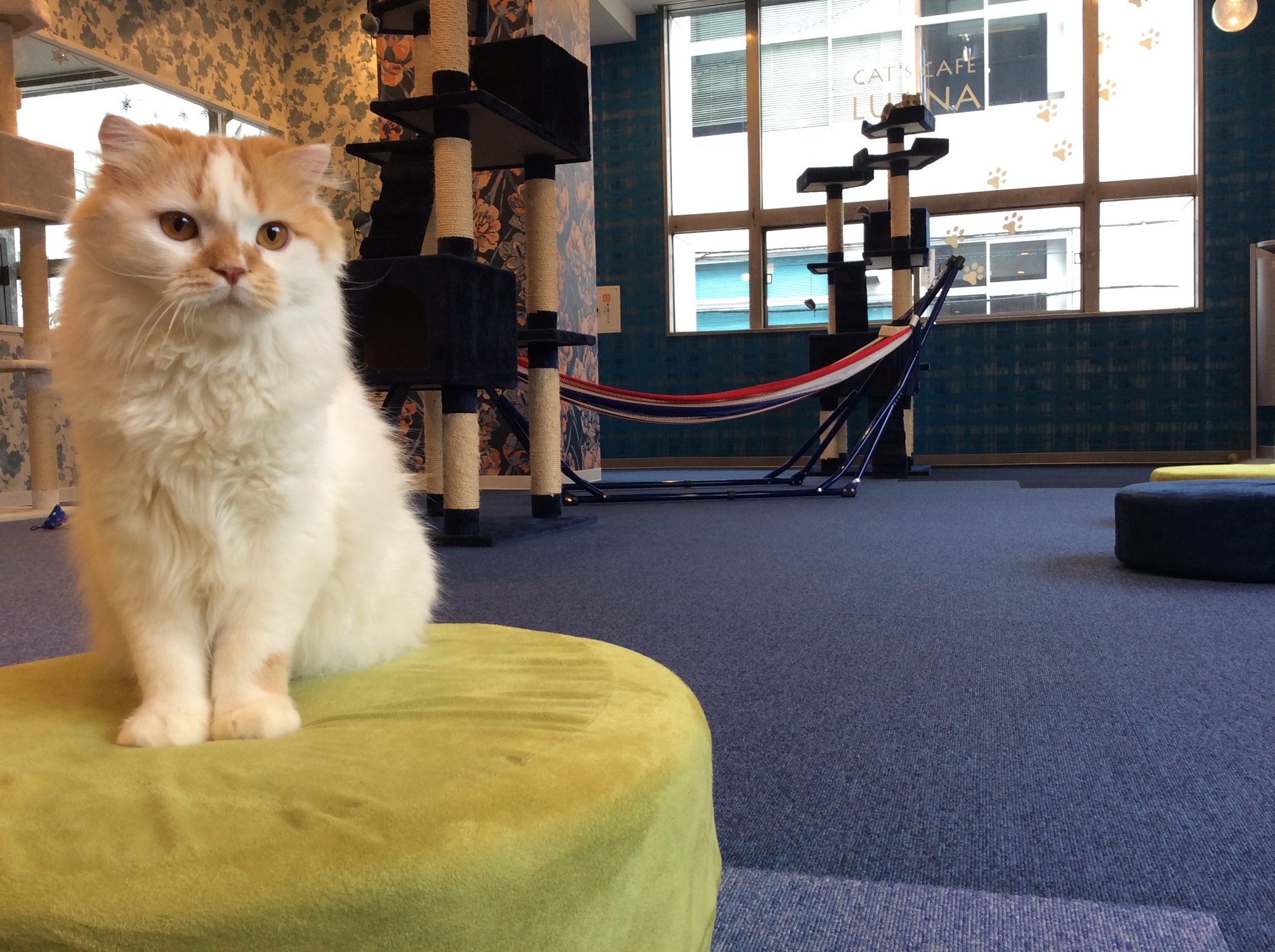 キャットランド　猫カフェルアナ