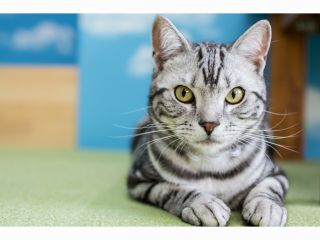 猫カフェ美観neko