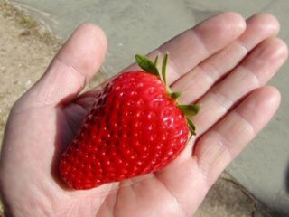 ストロベリーファーム石田