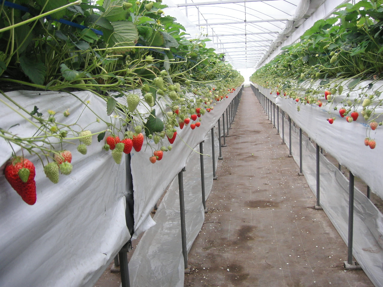 立花いちご農園