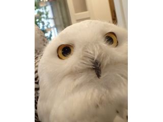フクロウカフェ　オウルドベース