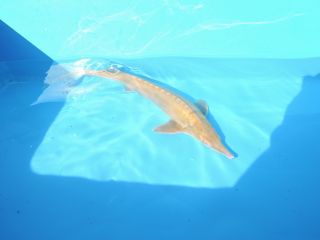 廣島蝶鮫養魚場