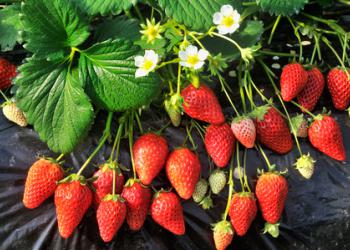 伊豆長岡いちご狩りセンター