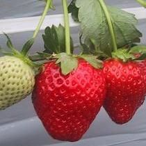 いちかわベリーハウス