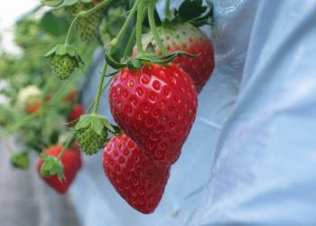 泉清水いちご観光農園