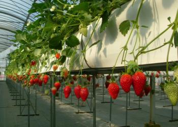 サンサンファーム