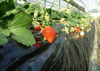 あしがくぼ果樹公園村