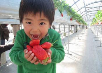 おざきいちご園