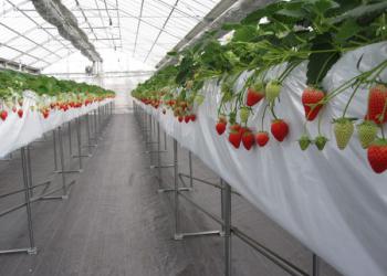 おかだいちご園