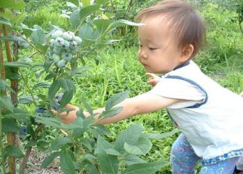 さかうえフルーツ農園