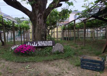 小山観光葡萄園