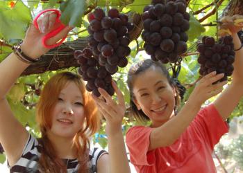 有田巨峰村　森園