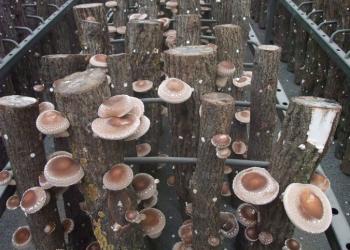 高槻しいたけセンター