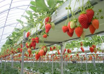 あんずの里アグリパーク