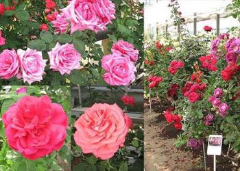 信州夢ばらの里