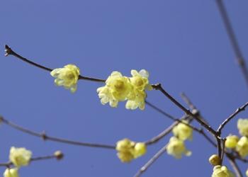 長瀞宝登山臘梅園
