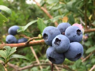 あきたブルーベリー農園