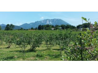 小林観光ブルーベリー園